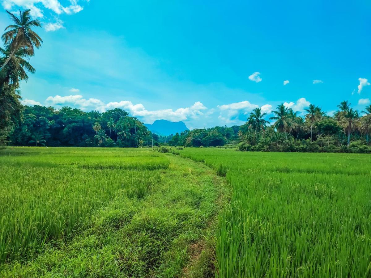 Peacock Village Pinnawala - Offer Alert! Elephant Welfare Program Exterior photo